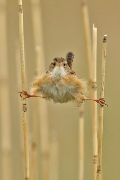 a small bird sitting on top of a plant