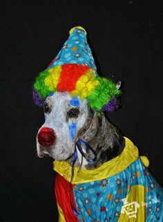 a dog wearing a clown's hat and costume