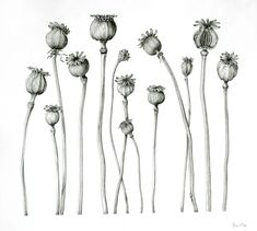 several flowers are shown in this black and white photo, with the stems still attached