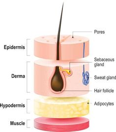 Our Skin and Connective Tissue - Mother Earth Living Skin Physiology, Hair Science, Mother Earth Living, Subcutaneous Tissue