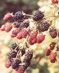 the berries are ripe and ready to be picked