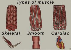 four types of muscle skeletal smooth carcinoic and skeletal heart, muscles, ribs