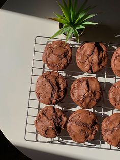 chocolate cookies cooling on a wire rack with a green plant in the background and a white table