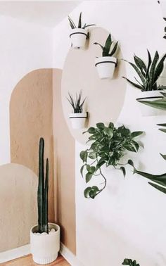 some plants are hanging on the wall in front of a mirror and potted plant