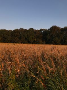 an open field with tall grass and trees in the background