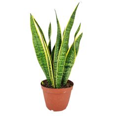 a green plant in a brown pot on a white background