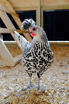 a black and white chicken standing on some wood chips