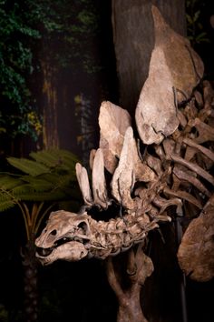 a dinosaur skeleton is shown in front of a tree