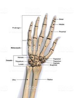 the bones of the hand and wrist royalty photo