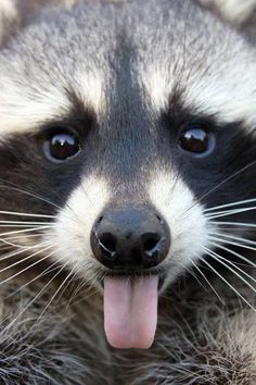 a raccoon with its tongue hanging out