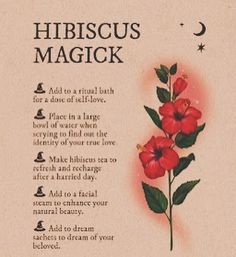 Smokeable Herbs, Santeria Spells, Properties Of Herbs, Flower Witch, Witch Woman, Herb Guide, Real Spells, Witchy Kitchen, Black Magic Love Spells