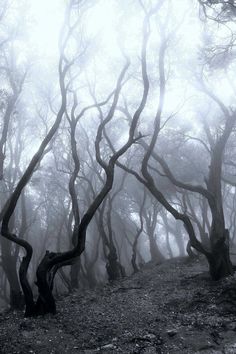 an image of trees in the foggy forest with no leaves on them or branches