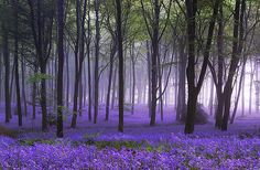 the woods are full of purple flowers and trees