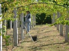 a man is standing in the middle of a row of trees and using a pole