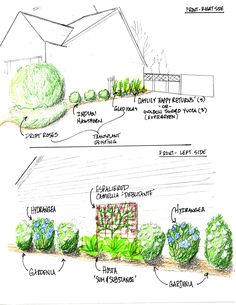 an architectural drawing shows the different types of trees and shrubs