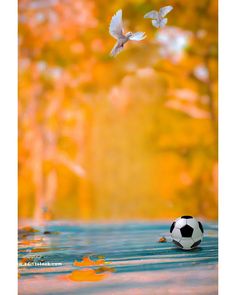 a soccer ball sitting on top of a table next to a bird flying over it