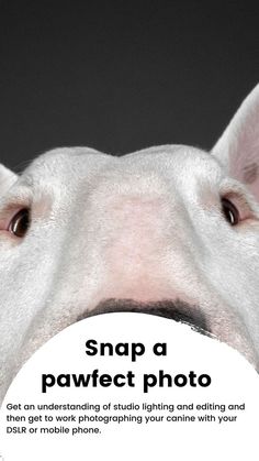 a white dog has its head over a sign that says snap a pawfect photo