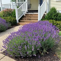 purple flowers in front of a house with steps leading up to the porch and door