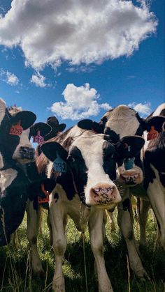 a group of cows standing next to each other on a lush green grass covered field