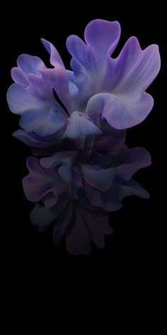 purple flowers are floating in the dark water