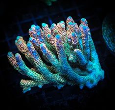 some very pretty blue and green corals in the dark