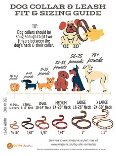 an info sheet showing how to use collars and leashes for your dog's health