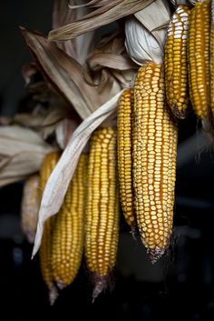 some corn is hanging from a stalk