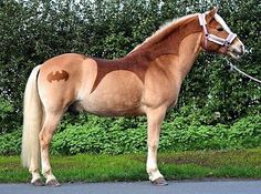 a brown horse standing on top of a road next to green grass and trees in the background