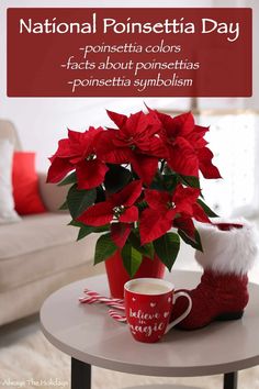 a poinsettia plant sitting on top of a table next to a coffee cup