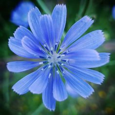 a blue flower with drops of water on it