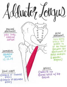 a drawing of an adjuctor's tongue and the parts labeled in it