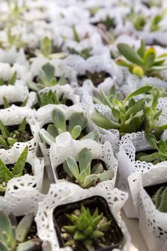 many small plants are in plastic bags on the table