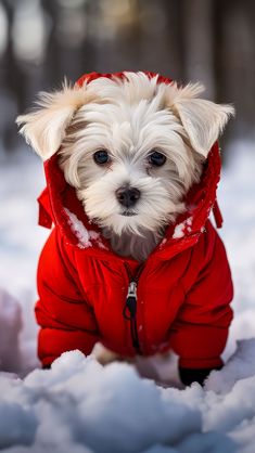 a small white dog wearing a red jacket in the snow