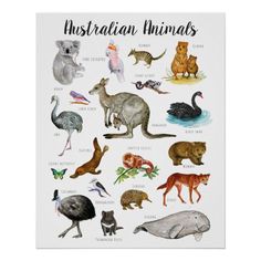 an australian animal poster with different types of animals