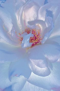 a large white flower with pink stamens