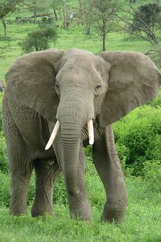 an elephant with tusks is standing in the grass and looking at the camera