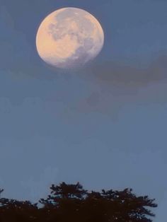 the moon is shining brightly in the sky above some tree tops, with no clouds