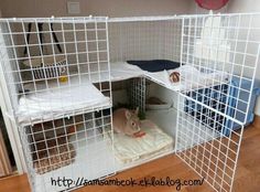 a small white caged animal in a room