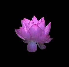 a pink lotus flower is lit up in the dark