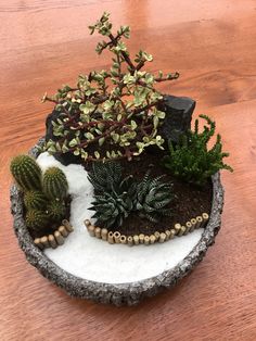 a potted plant sitting on top of a wooden table next to rocks and plants