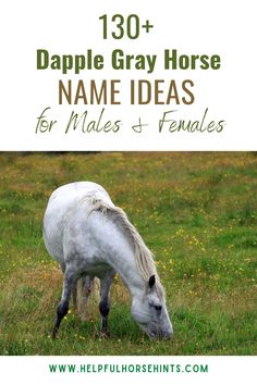 a white horse grazing in a field with the words, 130 + dapple gray horse name ideas for males and females