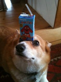 a dog with a toothbrush on its head