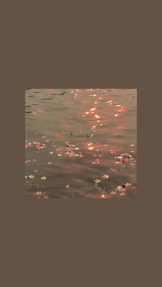 water lilies floating on the surface of a lake