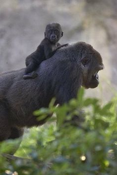 a baby gorilla riding on the back of an adult gorilla