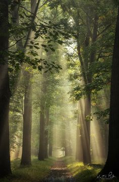 the sun is shining through the trees in the forest