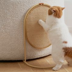 a cat standing on its hind legs in front of a round screen with it's paw up