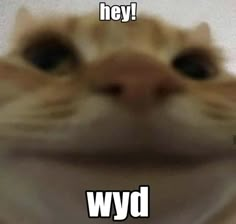 an orange cat with black eyes and the words hey wydd on it's face