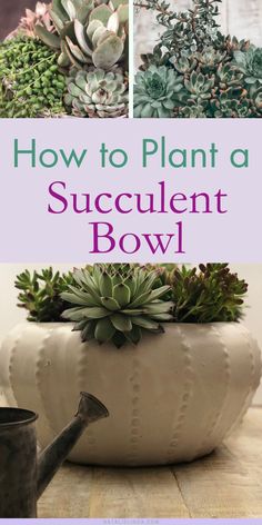 how to plant a succulent bowl