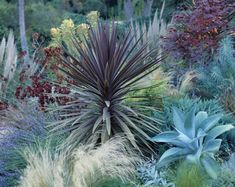 an assortment of plants and flowers in a garden area with blue, green, purple and red foliage