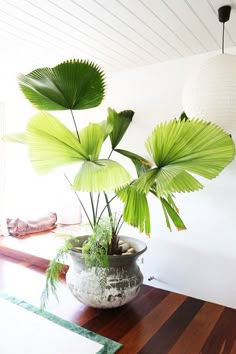 a potted plant sitting on top of a wooden table next to a white lamp